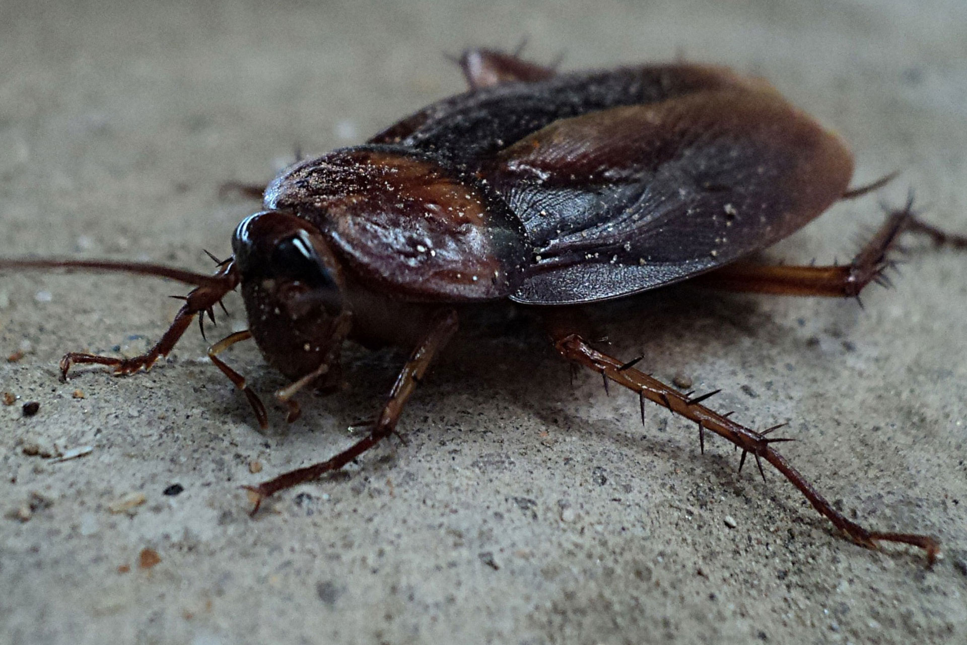 Cockroach-Treatment-Canberra