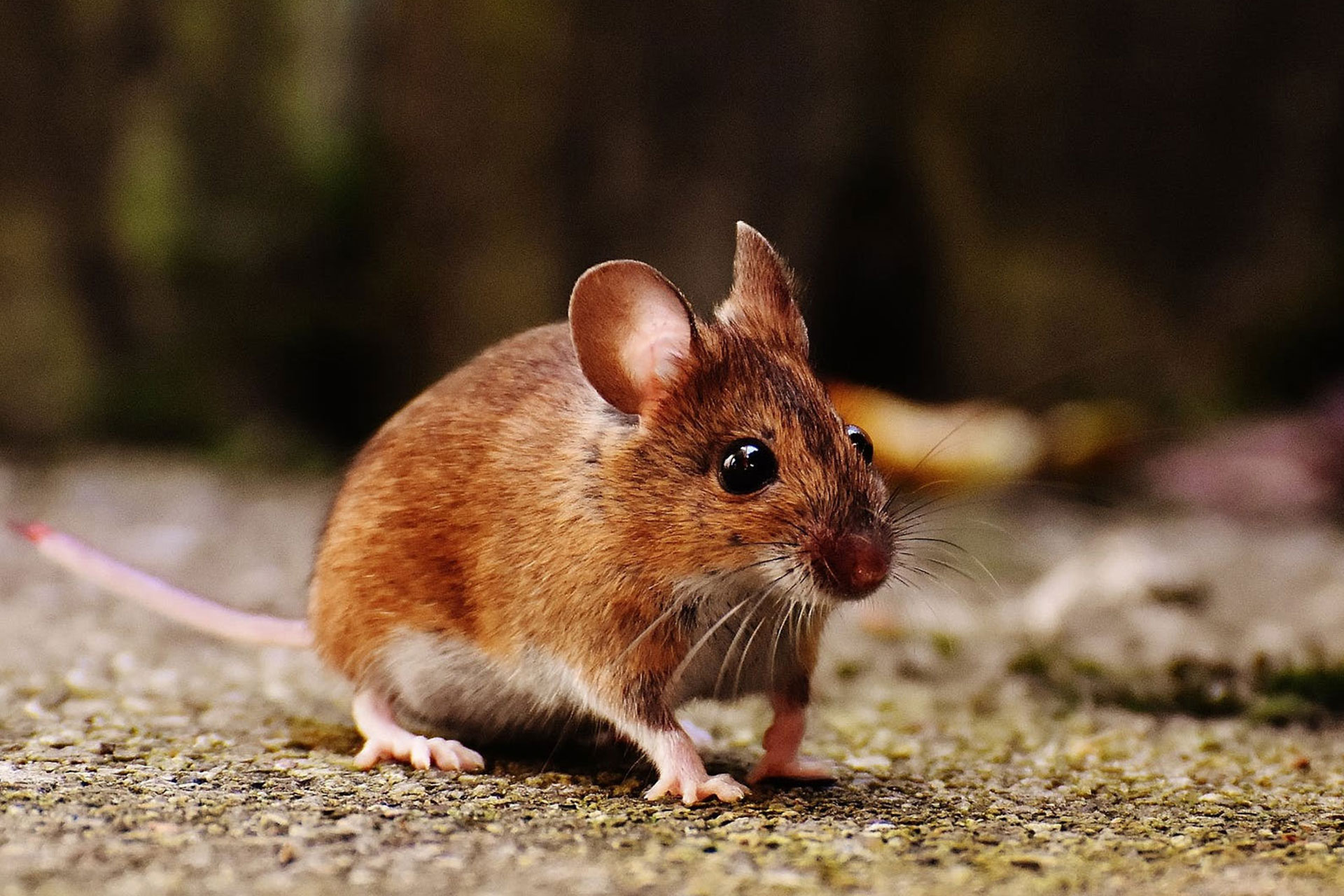 Rodents-Treatment-Canberra