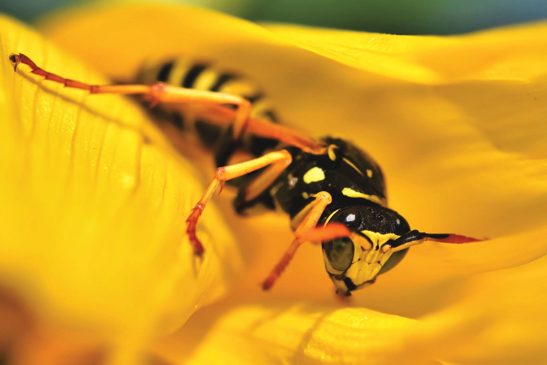 Wasp Treatment Canberra