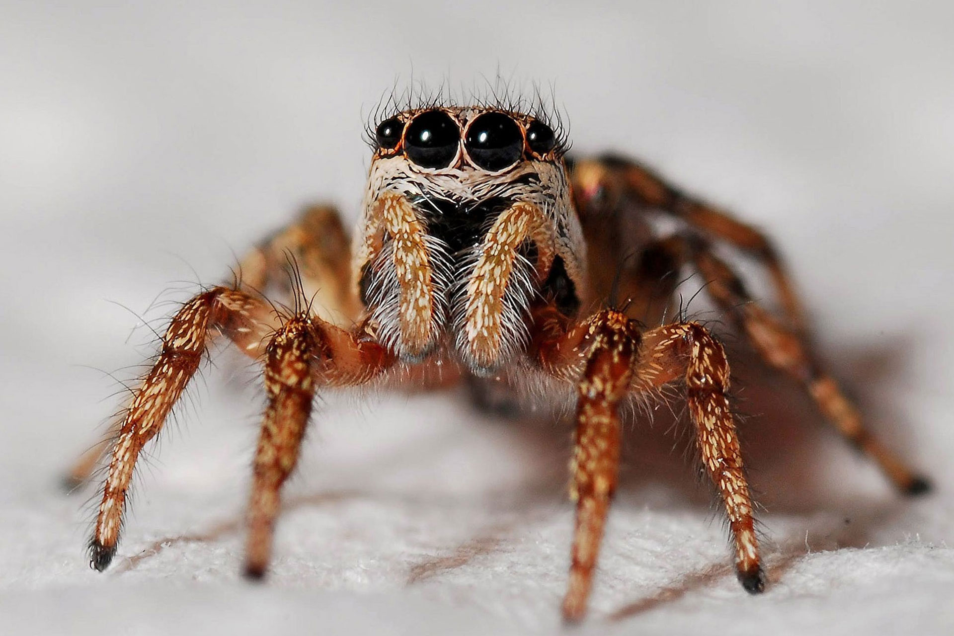 spider-treatment-canberra